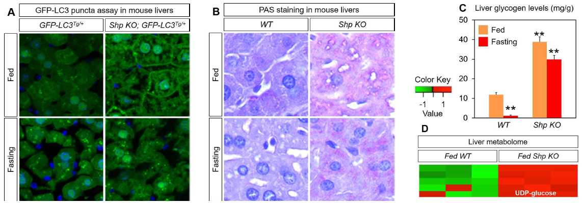 Increased hepatic glycogen depositions in Shp KO mice (unpublished data). GFP-LC3Tg/+, Shp KO; GFP-LC3Tg/+, WT or Shp KO mice were fed or fasted for 24 hr. A. GFP-LC3 puncta determined by confocal microscopy. B. PAS staining (40X). C. Liver glycogen levels. (**p<0.01 vs. fed WT mice, n=8/group). D. Liver metabolome of fed state (n=3/group)