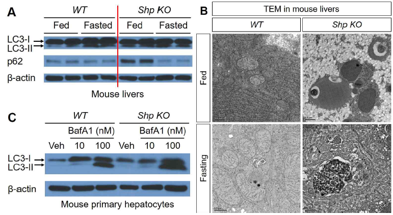 Defects of basal autophagy in Shp KO mice (unpublished data). A  BafA1, bafilomycin A1