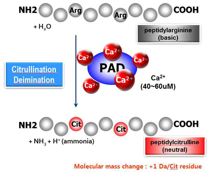시트룰린화에서 PAD 효소의 작용