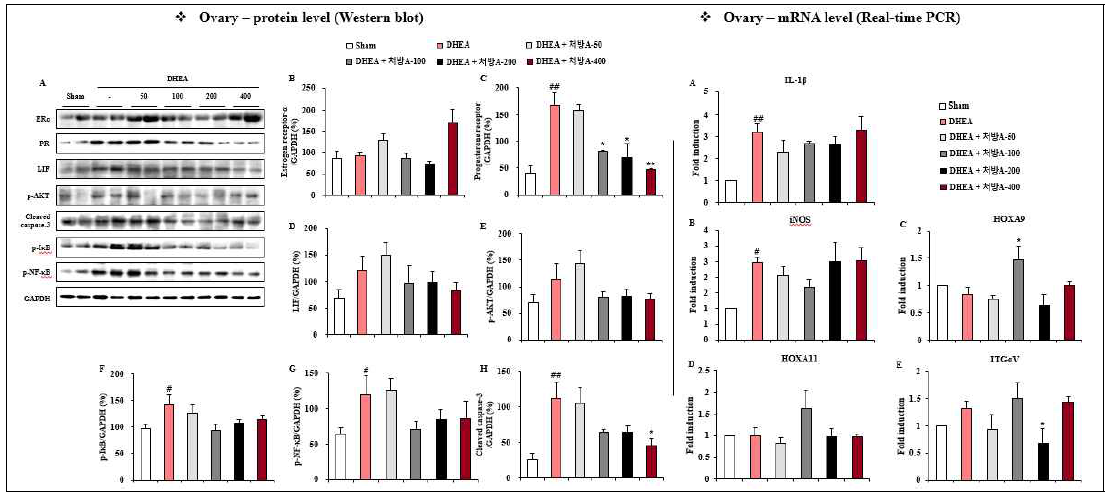 PCOS 동물모델의 난소에서 후보 한약제제A(감초, 오수유, 창출 및 구기자)의 분자기전 연구. (왼쪽) A, 웨스턴 블롯 밴드; B-H, A를 정량화한 그래프. B, estrogen receptor; C, progesterone receptor; D, LIF; E, p-AKT; F, p-Ik-B; G, p-NF-kB; H, cleaved caspase-3. (오른쪽) A, IL-1beta; B, iNOS; C, HOXA9; D, HOXAII, E, ITGalphaV. (ANOVA test; #<0.05, ##P<0.01 vs sham group; *P<0.05, **P<0.01 vs PCOS group)