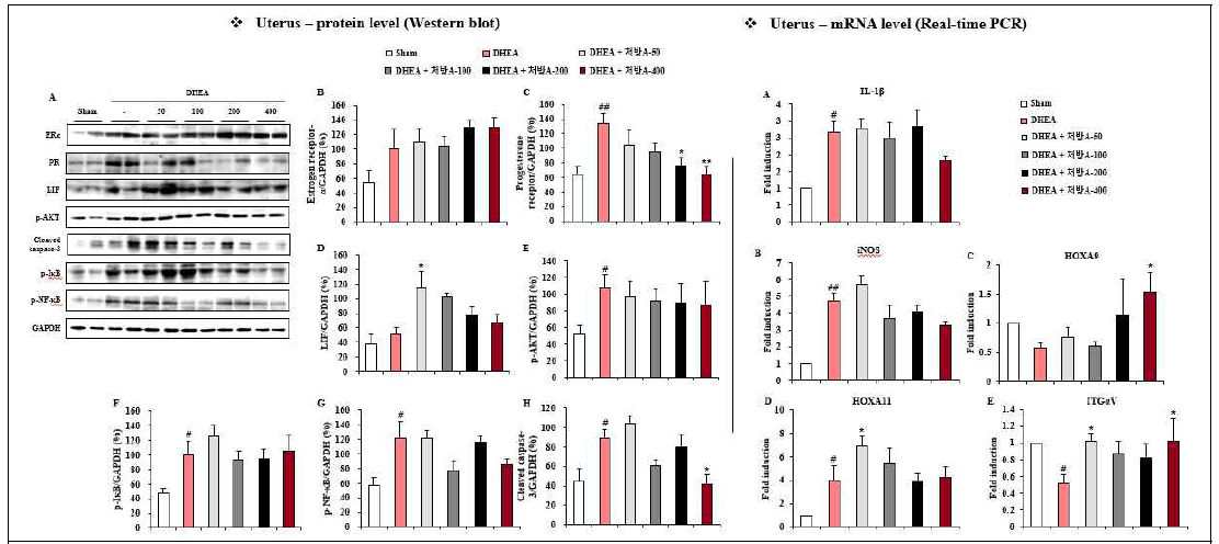 PCOS 동물모델의 자궁에서 후보 한약제제A(감초, 오수유, 창출 및 구기자)의 분자기전 연구. (왼쪽) A, 웨스턴 블롯 밴드; B-H, A를 정량화한 그래프. B, estrogen receptor; C, progesterone receptor; D, LIF; E, p-AKT; F, p-Ik-B; G, p-NF-kB; H, cleaved caspase-3. (오른쪽) A, IL-1beta; B, iNOS; C, HOXA9; D, HOXAII, E, ITGalphaV. (ANOVA test; #<0.05, ##P<0.01 vs sham group; *P<0.05, **P<0.01 vs PCOS group)