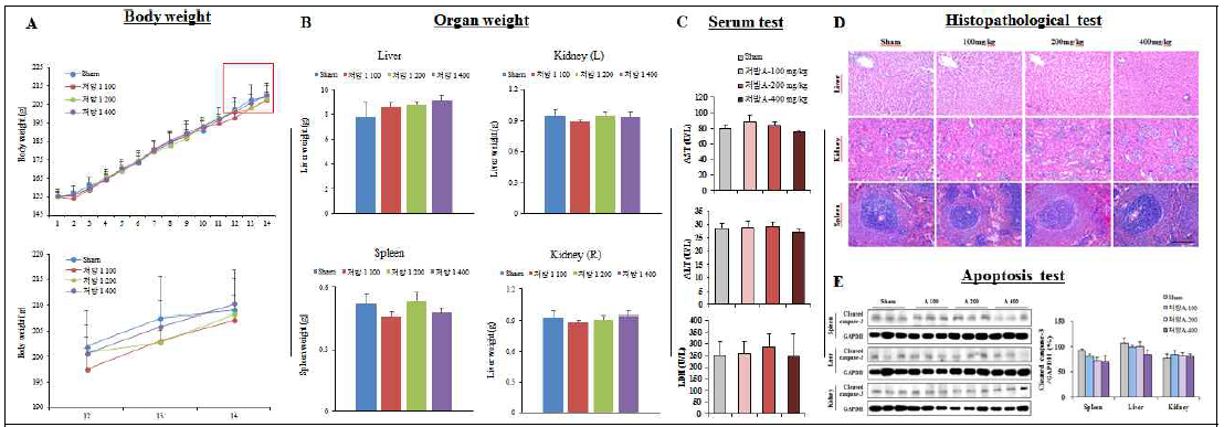 PCOS 동물모델 후보 한약제제A(감초, 오수유, 창출 및 구기자)의 예비 안전성 및 독성 평가. A, 체중; B, 간, 콩팥 및 비장의 무게; C, 간독성의 지표(AST, ALT, LDH); D, 간, 콩팥 및 비장의 조직병리학적 검사(H E, 아폽토시스의 마커인 caspase-3의 단백질 발현과 정량적 결과(웨스턴블롯 분석)