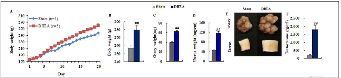 PCOS 동물모델 확립. A와 B, 체중; C, 난소무게; D, 자궁무게; E, 난소와 자궁의 외형; F,혈청 테스토스테론