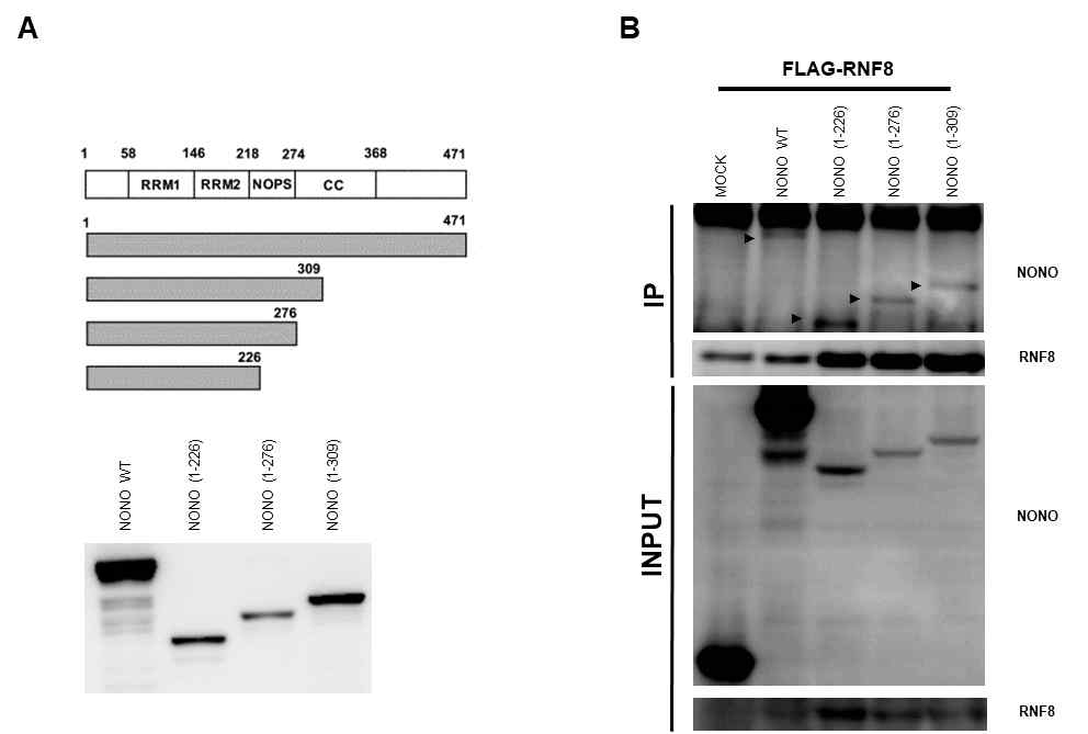 NONO의 deletion mutant들과 RNF8의 상관관계 분석
