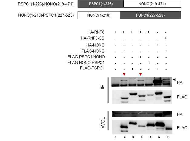 PSPC1과 NONO의 fusion 단백질 제작을 통한 RNF8 특이적 결합 부위 확인