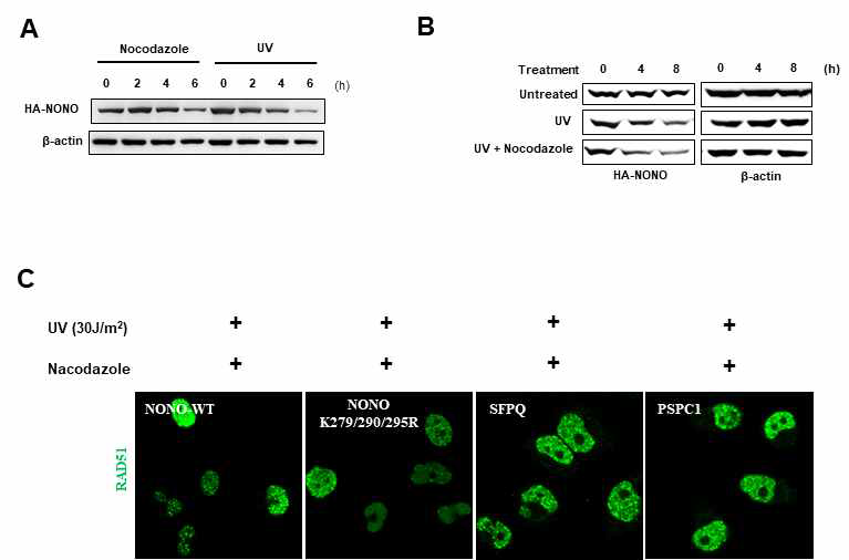 Nocodazole을 이용한 Cell cycle arrest 와 UV 조사 후 NONO, SFPQ, PSPC1에 의한 HR 분석