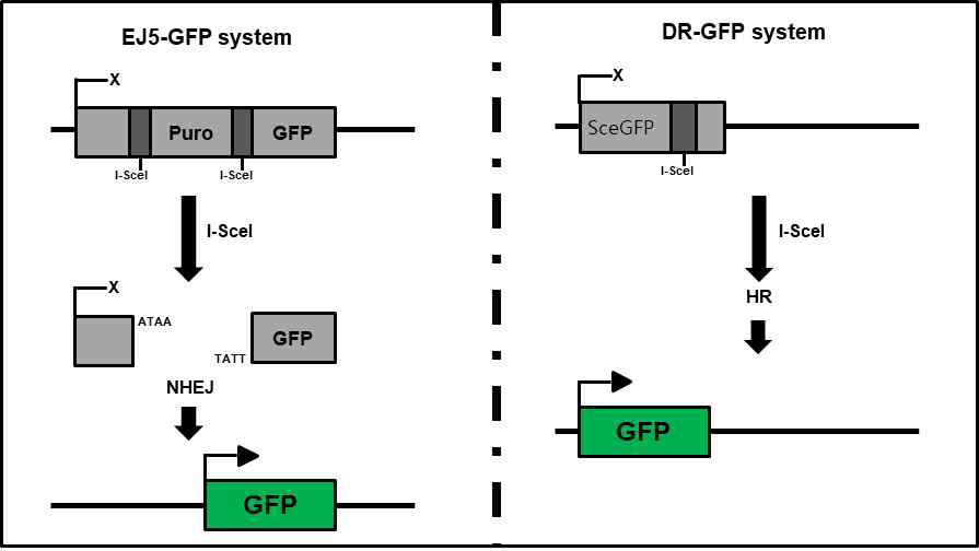 DNA repair(NHEJ 와 HR) reporter assay