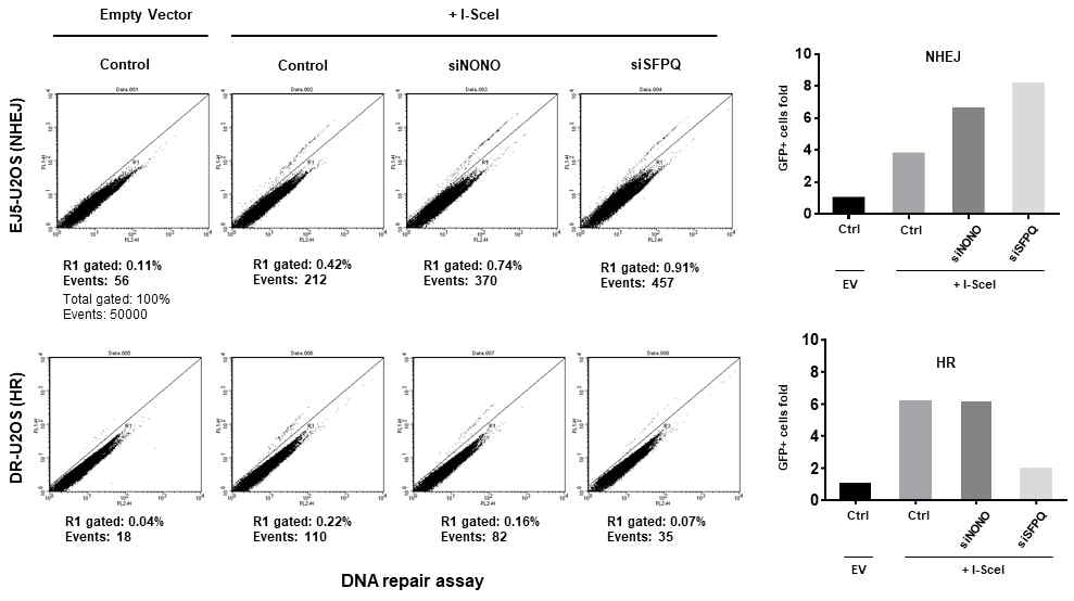 EJ5, DR-U2OS 세포주와 I-Scel을 이용한 세포내 NONO와 SFPQ의 DNA repair assay 분석