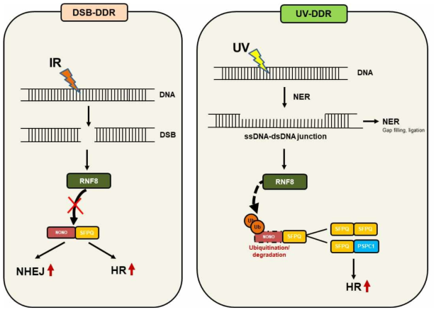 DSB-DDR에서 NONO-SFPQ dimer가 NHEJ와 HR에 모두 작용하는 반면 UV-DDR에서는 NONO가 분해되어 SFPQ에 의한 HR이 주된 작용 기전임을 규명