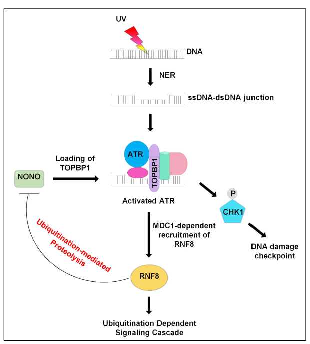 UV-DDR에서 RNF8에 의한 NONO의 분해가 ATR-CHK1 Checkpoint 신호전달의 negative feedback loop를 형성