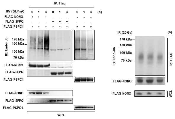 NONO의 ubiquitination은 UV에 의해서 일어나지만 IR에 의하여 일어나지 않음. SFPQ와 PSPC1은 UV에 의해 ubiquitination이 일어나지 않음