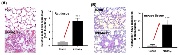 PHMG-P로 인한 폐섬유화 동물모델에서의 miR-6126 발현변화 (A) rat (B) mouse
