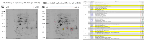 miR-6126 mimic에 protein 발현변화 (A) proteomics (B) putative proteins