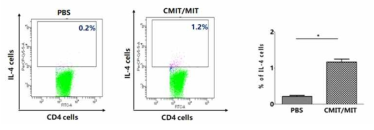 피부 림프절 내 Th2 (CD4+IL-4+)세포 분포 비교