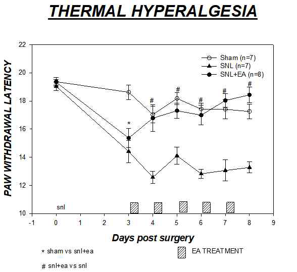 신경병증성 통증 쥐 모델에서 전침처치 후 온도통각과민증의 개선 됨. #p<0.05, SNL vs SNL+EA. ░: 전침처치. Sham: 피부절개 후 봉합, SNL: SNL 수술만 함. SNL+EA: SNL 수술 후 족삼리 및 양릉천 경혈에 전침 처치함