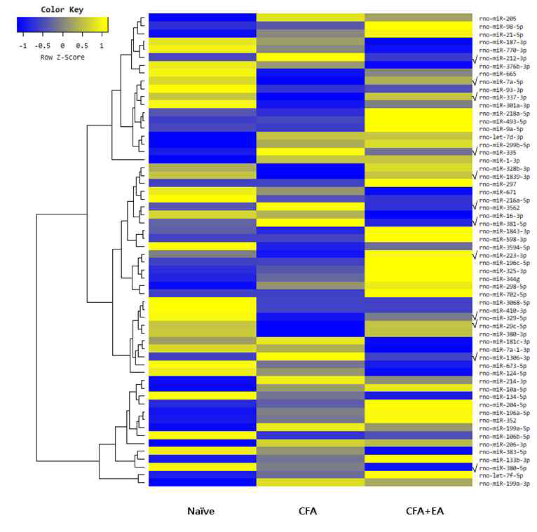 CFA유도 무릎관절염 모델에서 발현의 증감변화가 있는 60개의 miRNAs를 보여주는 heatmap. (cut-off: 증감율 절대값 1.0 이상). √:표 2에서 제시된 miRNAs. 파랑에서 노랑으로 갈수록 발현 증가