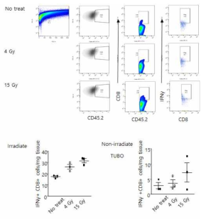 종양 내 CD8+ T 세포의 활성도 확인. 방사선 조사에 따른(대조군, CFRT, SART) 1차 종양 내 형광 표지 세포 분포도(위). 종양 내 CD8+ T세포 중 IFNγ+ 세포 비율을 그래프로 나타냄(1차 종양 : 왼쪽 아래, TUBO 2차 종양 : 오른쪽 아래)