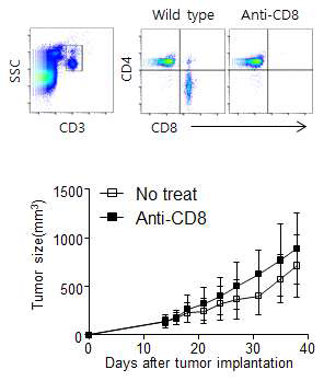 CD8α+ T 세포 고갈 정도 확인. CD8α+ 고갈 항체 노출에 따른 형액 내 형광 표지 세포 분포도(위). CD8α+ 고갈 항체 처리에 따른 종양 크기 변화 추적(아래)