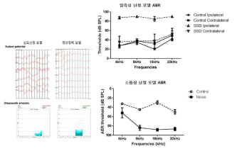 일측성 난청 및 소음성 난청 모델에서 청성뇌간반응 및 이음향방사 확인