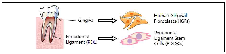 사람 치주조직에서 분리 배양한 HGFs와 PDLSCs