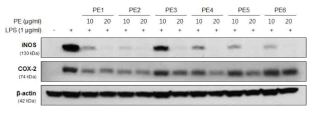 Effects of Korean propolis extracts on iNOS and COX-2 expressions in E. coli LPS-stimulated RAW 264.7