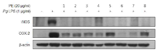 Effects of Korean propolis extracts on iNOS and COX-2 expressions in P.g LPS-stimulated RAW 264.7