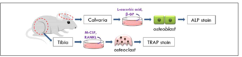 파골세포와 조골세포 분리 배양 실험 방법