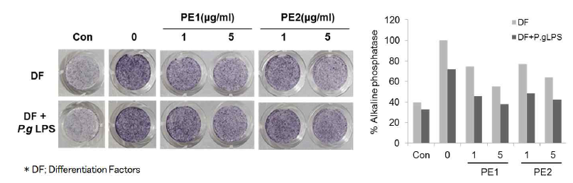 Effects of Korean propolis extracts on osteogenic differentiation in calvaria-derived primary osteoblasts