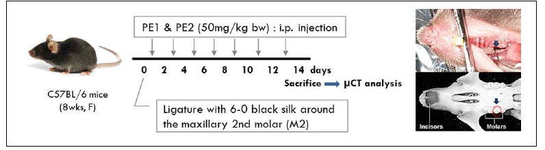 결찰 유도 치주염 마우스 실험 방법