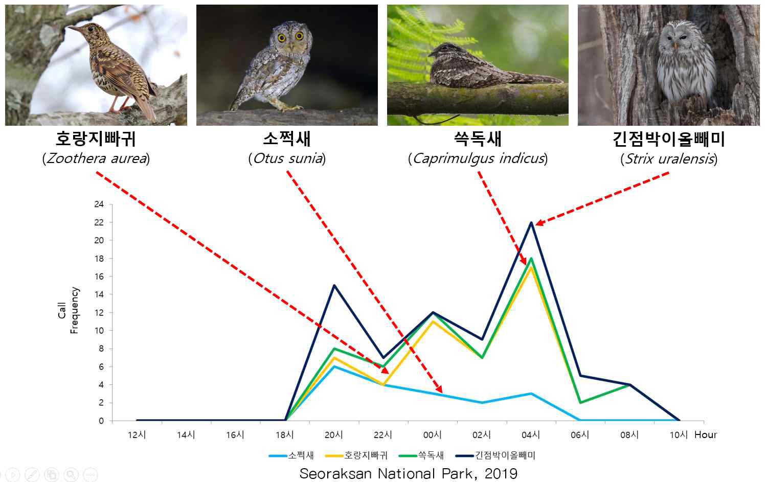 Phenological observation of nocturnal birds