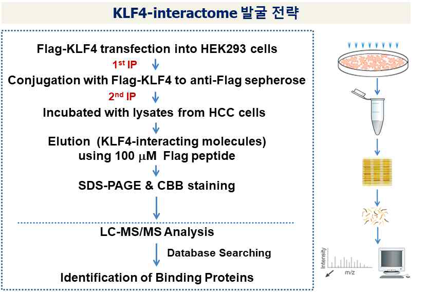 KLF4와 결합하는 단백질 (interactome) 분리-동정을 위한 전략