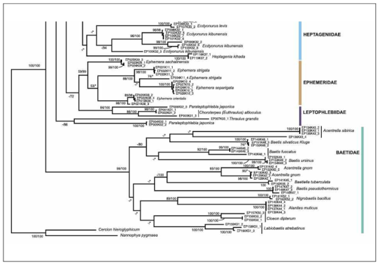 Phylogenetic tree of the Ephemeroptera based on maximum likelihood analysis of COI gene dataset. Support values at the nodes are bootstrap support and posterior probabilities, respectively. Nodes marked with an asterisk (*) indicate incongruent topology between ML and Bayesian tree reconstruction. Supporting values less than 50% are shown as dash (). Specimen details are shown in Table S1. Scale bar corresponds to 0.2 changes per nucleotide (published in Entomological Research 2019)