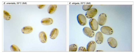 Eeveloping embryos of E. orientalis and E. strigata at 25℃ (dt: days after temperature treatment)