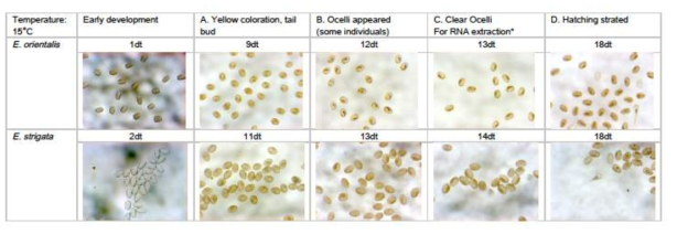 Developing embryos of E. orientalis and E. strigata at 15℃ (dt: days after temperature treatment)