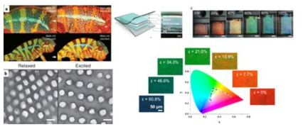 카멜레온의 구조색 변화(좌: Inan et al., 2017). 나노/마이크로 구조의 광학 현상에 의해 구조색이 변화한다. 인공 광학 필름은 변형량에 따라 고유의 구조색을 발현한다(우: Park et al.,2018)