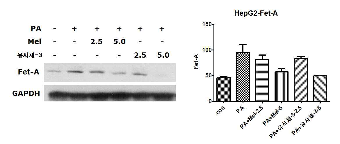 HepG2세포에 PA와 멜라토닌 또는 유사체-3을 24시간 처리한 후, Fetuin-A를 조사함