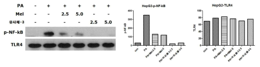 HepG2세포에 PA와 멜라토닌 또는 유사체-3을 24시간 처리한 후, p-NF-kB와 TLR4를 조사함