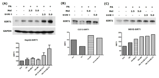 (A) HepG2, (B) C2C12, (C) INS1E세포에 PA와 멜라토닌 또는 유사체-3을 처리한 후 SIRT1 단백질을 조사함