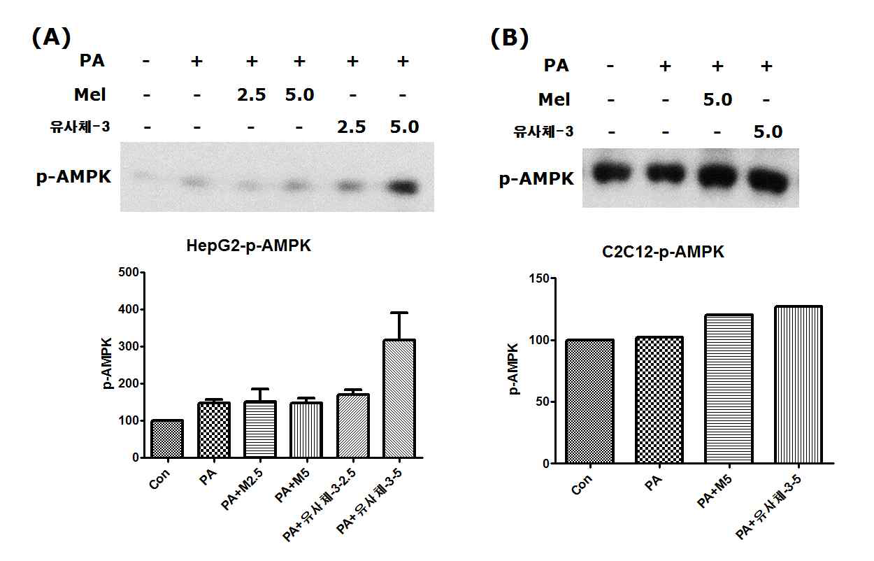 (A) HepG2, (B) C2C12세포에 PA와 멜라토닌 또는 유사체-3을 처리한 후, p-AMPK를 조사함