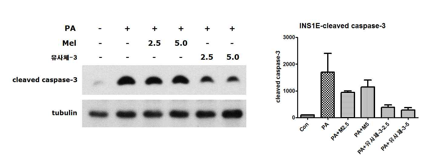 INS1E 췌장베타세포에서 PA와 멜라토닌 또는 유사체-3를 24시간 동안 처리한 후 cleaved caspase-3를 조사함