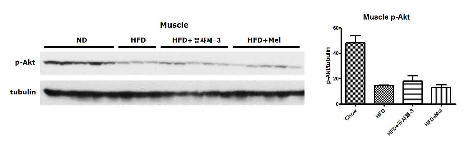 고지방식이를 한 마우스와 고지방식이+멜라토닌 또는 고지방식이+유사체-3를 투여한 마우스의 근육에서 p-Akt를 조사함