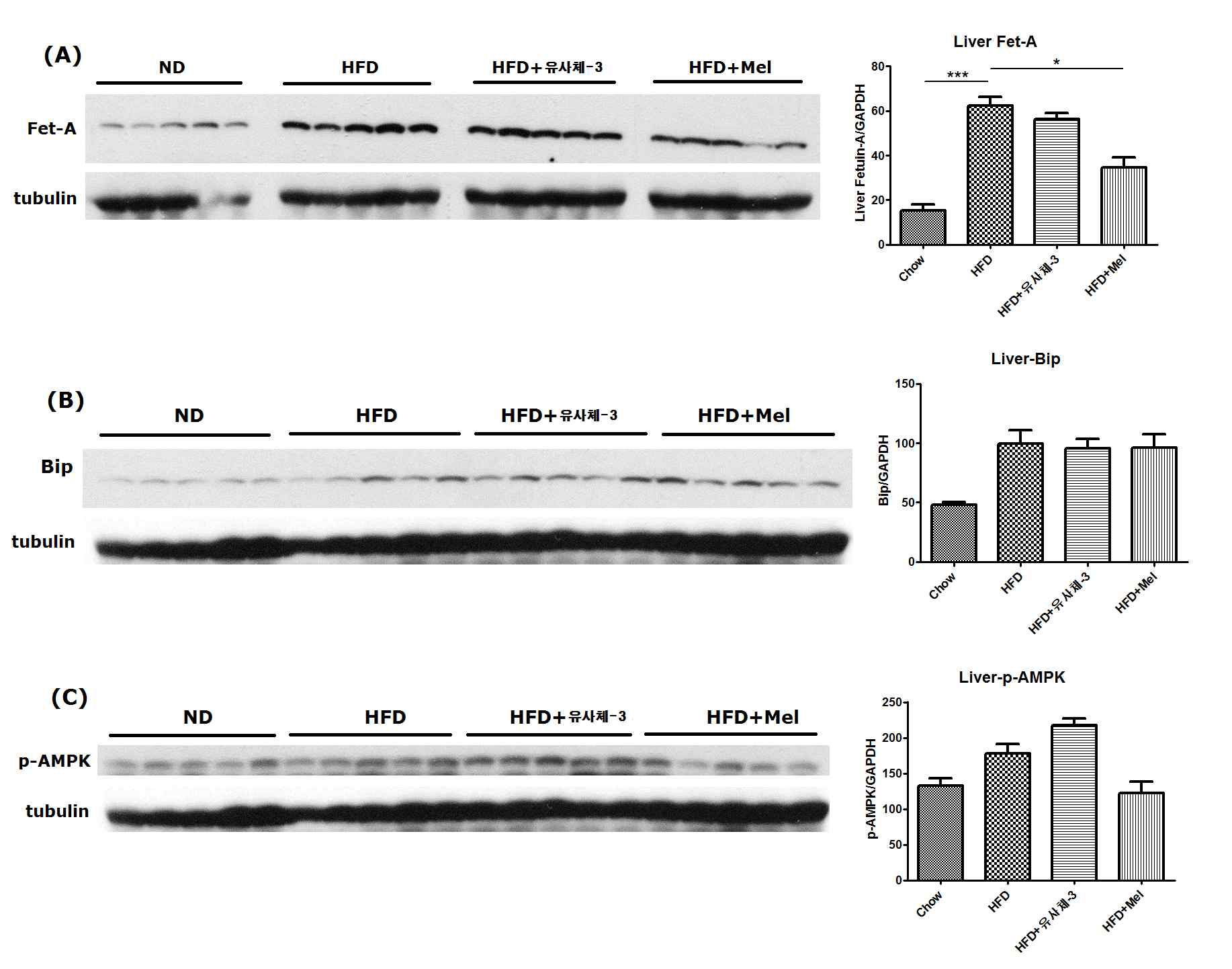 고지방식 이를 한 마우스와 고지방식이+멜라토닌 또는 고지방식이 +유사체-3를 투여한 마우스의 간에서 (A) Fetuin-A, (B) Bip, (C) p-AMPK를 조사함