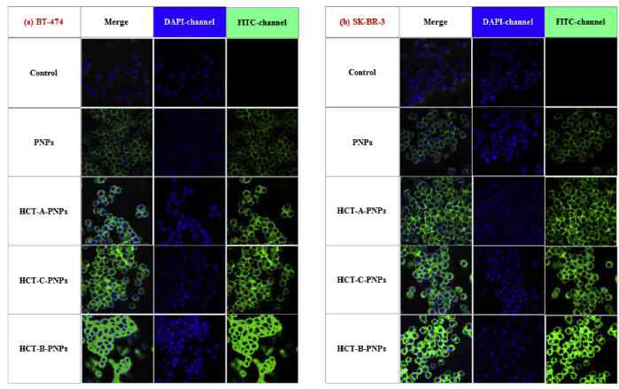 리간드 상호작용이 가능한 세포주(좌)에서 대조 세포주(우)보다 리간드-나노입자의 유입이 증가함