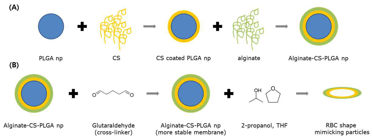 (A) Alginate-CS-PLGA 제조와 (B) RBC shape입자 제조