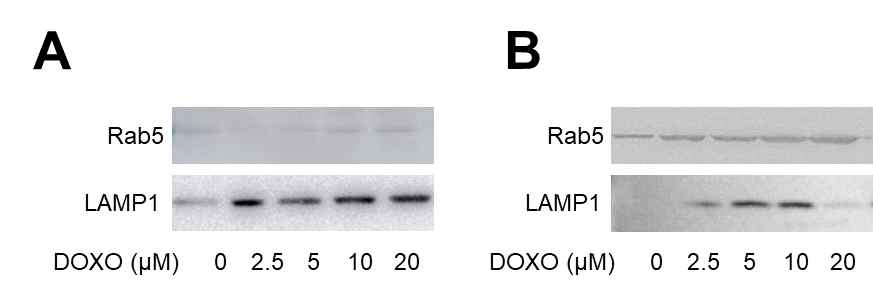 Differential response of doxorubicin-induced exosome-containing protein profiles in (A) DU145 cells and (B) PC3 cells. Cells were incubated with indicated concentraiotn of agonist and analyzed by western blot with specific antibodies. DOXO-doxorubicin. The figures presents representative results from the three independent experiments