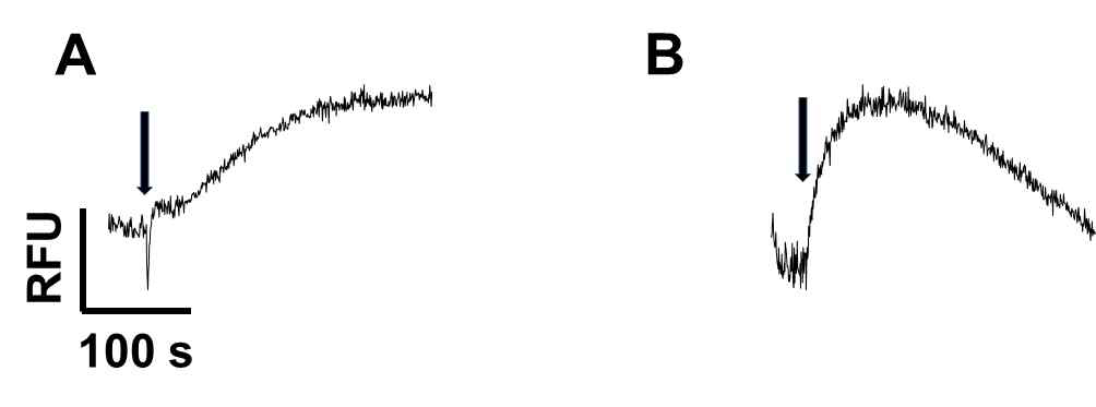 Differential response of capsaicin-induced [Ca2+]i signaling in (A) DU145 cells and (B) PC3 cells. Cells (1×10^4 cells/300 μl) were gently stirred in warm cuvette and stabilized. Agonist (5μl, final 100 μM capsaicin) was treated via sample injection hole and continuously monitored [Ca2+]i oscilation. Arrows indicates time point of agonist treatment. RFU- relative fluorescence unit. horizenal scale- retension time. The figures presents representative results from the three independent experiments