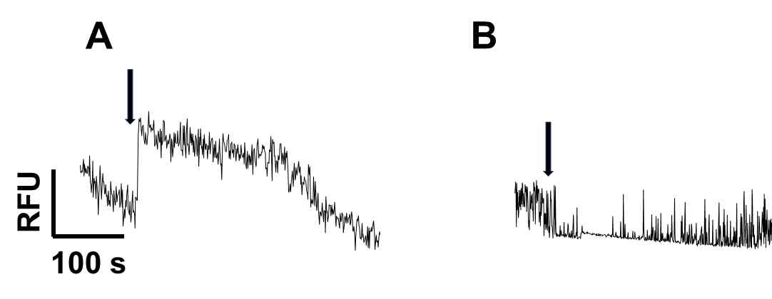 Blockages of caffein-induced [Ca2+]i signaling in DU145 cells. Cells (1×10^4 cells/300 μl) were gently stirred in warm cuvette and stabilized. Then, antagonist (0 or 0.1 mM EDTA) was pretreated for 5 min via sample injection hole. Agonist (5μl, final 6 mM caffeine) was treated and continuously monitored [Ca2+]i oscilation. (A) caffeine-induced [Ca2+]i signaling as control group, (B) 0.2 mM EDTA pretreated group. Arrows indicates time point of agonist treatment. RFU- relative fluorescence unit. horizenal scale- retension time. The figures presents representative results from the three independent experiments