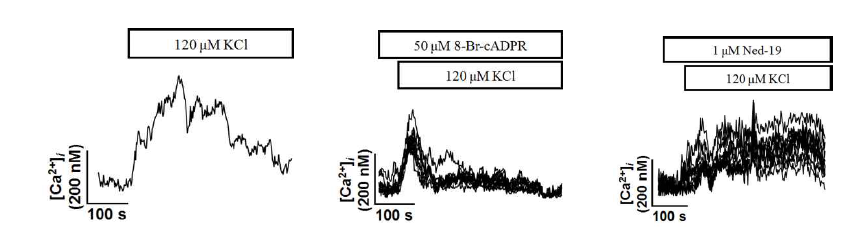 Blockages of KCl-induced [Ca2+]i signaling in DU145 cells. Cells on the confocal dish were stabilized. Then, indicated antagonist was pretreated for 5 min. Agonist was treated and continuously monitored [Ca2+]i oscilation. (left panel) KCl-induced [Ca2+]i signaling as control group, (middle panel) 50μM 8-Br-cADPR pretreated group. (right panel) 1μM Ned-19 pretreated group. The figures presents representative results from the three independent experiments