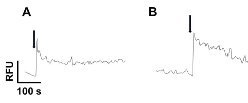 Differential response of caffeine-induced [Ca2+]i signaling in (A) DU145 cells and (B) PC3 cells. Cells (1×10^4 cells/300 μl) were gently stirred in warm cuvette and stabilized. Agonist (5μl, final 6 mM caffeine) was treated via sample injection hole and continuously monitored [Ca2+]i oscilation. Arrows indicates time point of agonist treatment. RFU- relative fluorescence unit. horizenal scale- retension time. The figures presents representative results from the three