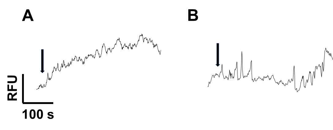 Differential response of dexamethasone-induced [Ca2+]i signaling in (A) DU145 cells and (B) PC3 cells. Cells (1×10^4 cells/300 μl) were gently stirred in warm cuvette and stabilized. Agonist (5μl, final 400μM dexamethasone) was treated via sample injection hole and continuously monitored [Ca2+]i oscilation. Arrows indicates time point of agonist treatment. RFU- relative fluorescence unit. horizenal scale- retension time. The figures presents representative results from the three independent experiments